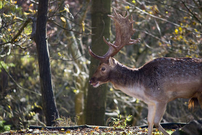 Deer in a forest