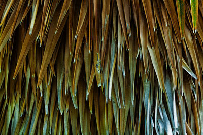 Full frame shot of palm leaves