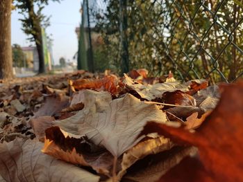 Close-up of dry leaves fallen on tree