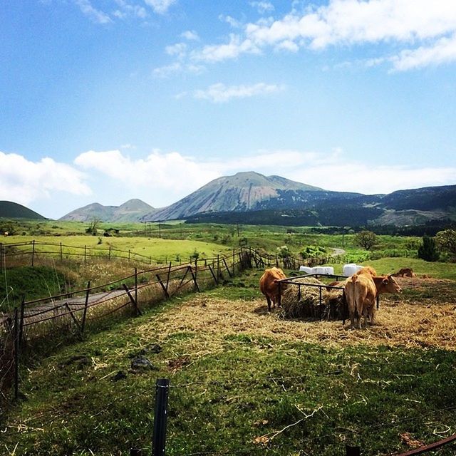 VIEW OF SHEEP ON LANDSCAPE