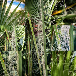 Close-up of fresh crop in field