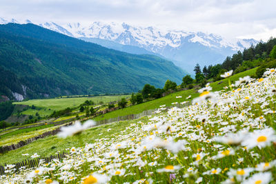 Scenic view of grassy field and mountains