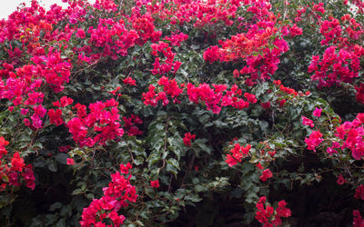 High angle view of pink flowering plants