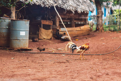 Bird in courtyard 