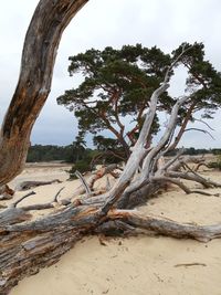 Driftwood on tree trunk against sky