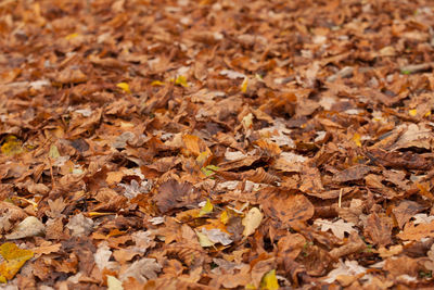 Full frame shot of dry leaves on field during autumn