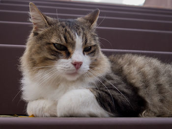 Close-up of a cat looking away