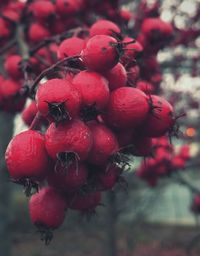 Close-up of berries on tree