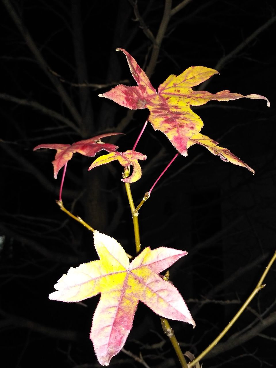 CLOSE-UP OF MAPLE LEAVES ON PLANT