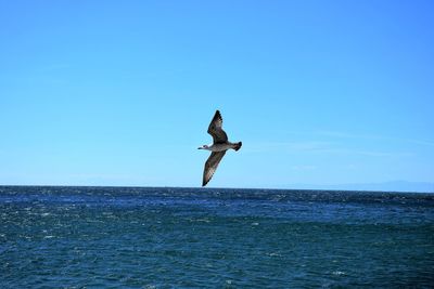 Seagull flying over sea against clear blue sky