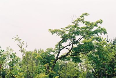 Low angle view of tree against clear sky