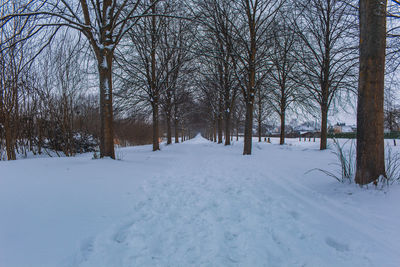 Trees on snow covered field