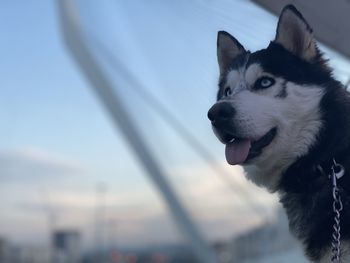 Close-up of a dog looking away