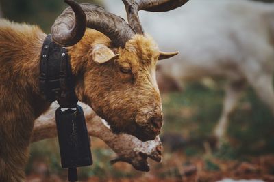 Close-up of goat