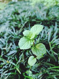 Close-up of plant growing on land