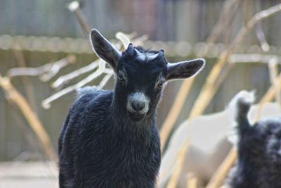 Close-up of goat