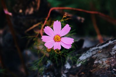 Close-up of pink flower