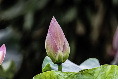 Close-up of pink flower blooming outdoors