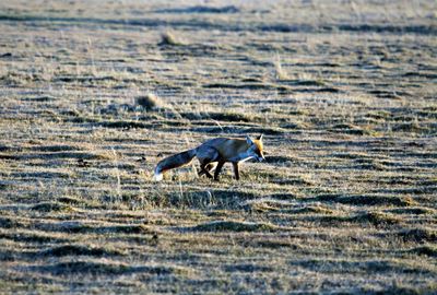 Fox in the field on a frosty morning.