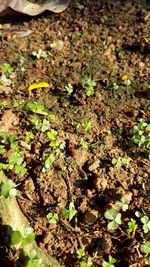 High angle view of plants growing on field