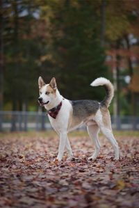 Dogs running on field