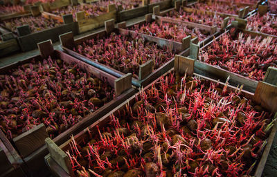 Boxes with pesticides treated potatoes for planting. treatment and protection of seeds and seedlings