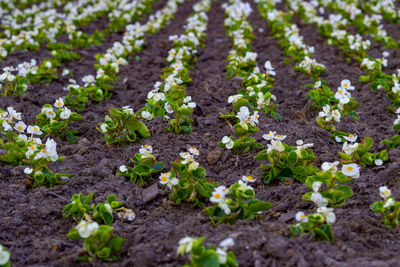 Fresh green plants in garden