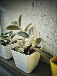 Close-up of potted cactus