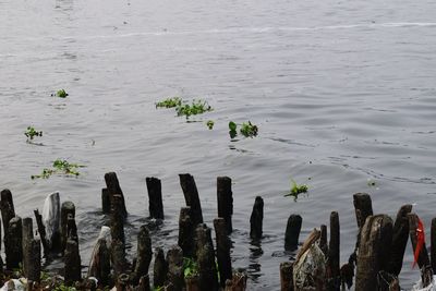 High angle view of birds on wooden post in lake