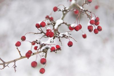 Close-up of frozen cherry tree
