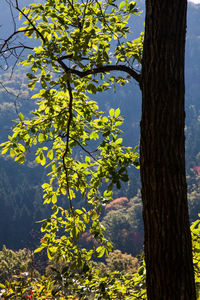 Close-up of tree against sky