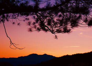 Silhouette tree against sky during sunset