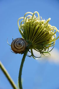 Close-up of snail on flower against sky