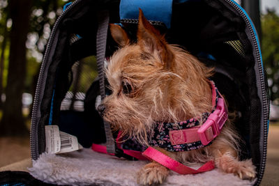 Close-up of dog relaxing outdoors