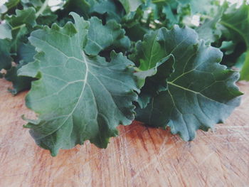 Close-up of leaves