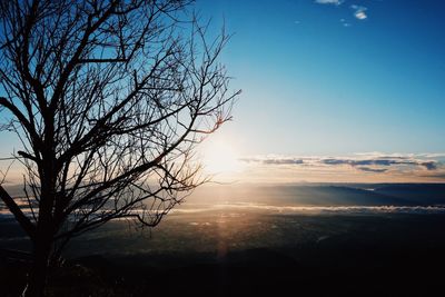 Silhouette bare tree against sky during sunset