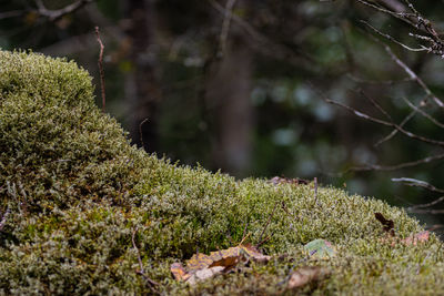 Close-up of moss growing on field