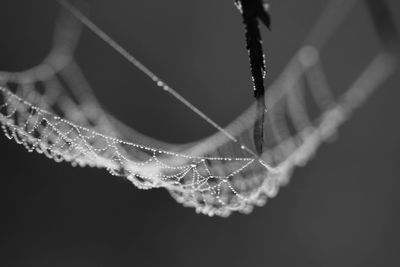 Close-up of spider on web