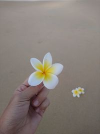 Cropped hand holding frangipani at beach