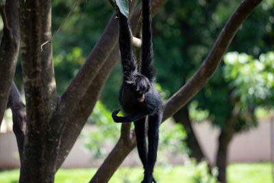 Monkey on tree trunk