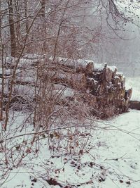 Bare tree on snow covered field