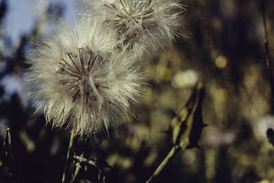 Close-up of dandelion against blurred background