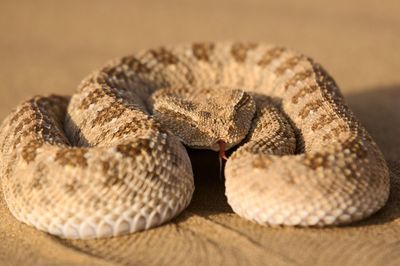 Close-up of cerastes gasperettii snake