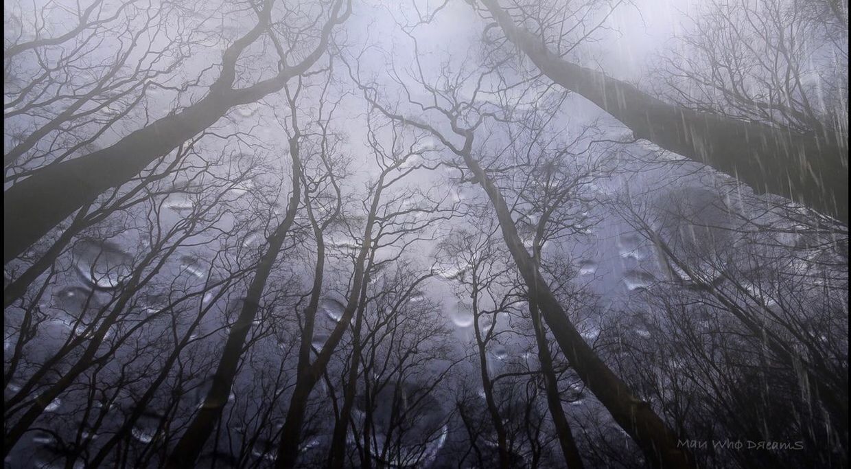 tree, bare tree, nature, branch, forest, beauty in nature, no people, tranquility, winter, outdoors, tranquil scene, low angle view, day, cold temperature, fog, tree trunk, scenics, snow, sky