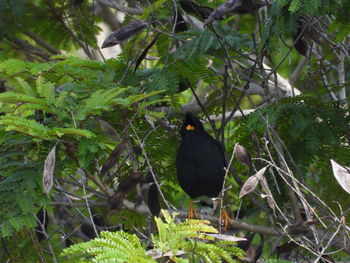 Bird perching on a tree