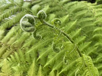 Full frame shot of fern