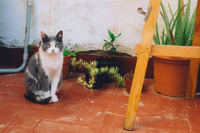 Portrait of cat sitting on potted plant