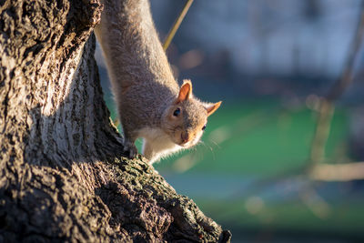 Close-up of squirrel on tree