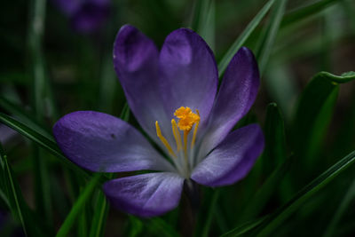 Close-up of purple crocus blooming outdoors