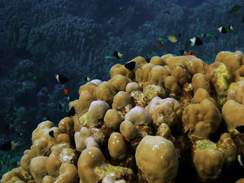 Bicolor pullers in the red sea, egypt
